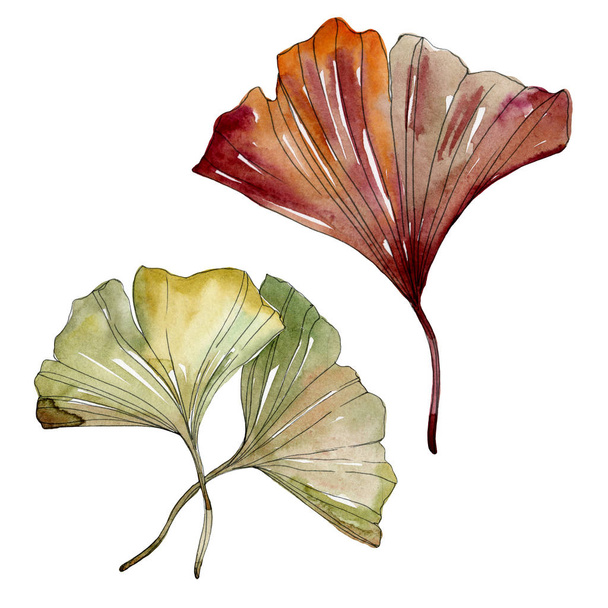 Green red ginkgo biloba leaves. Watercolor background illustration set. Isolated gingko illustration element. - Фото, изображение