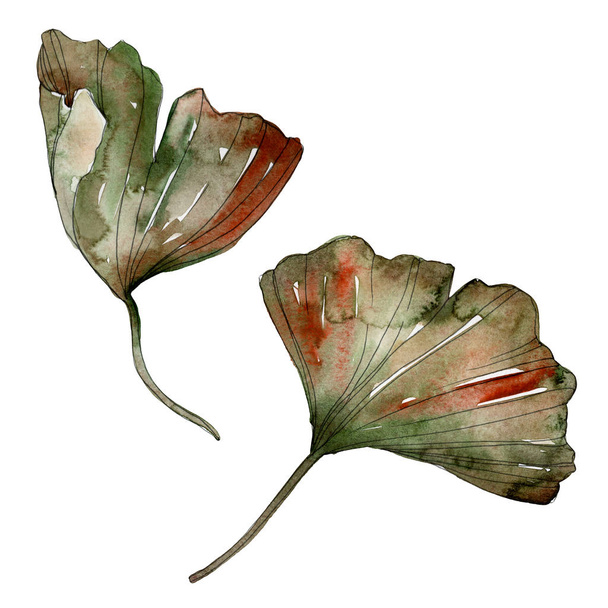 Green red ginkgo biloba leaves. Watercolor background illustration set. Isolated gingko illustration element. - Фото, зображення