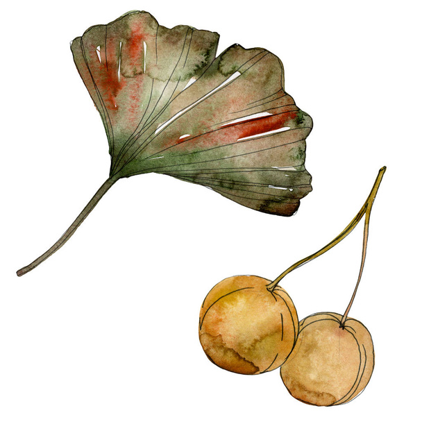 Green red ginkgo biloba leaves. Watercolor background illustration set. Isolated gingko illustration element. - Foto, Imagem