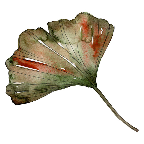 Zelené červené Ginko biloba list. Sada akvarel pozadí obrázku. Prvek ilustrace izolované Ginkgo. - Fotografie, Obrázek