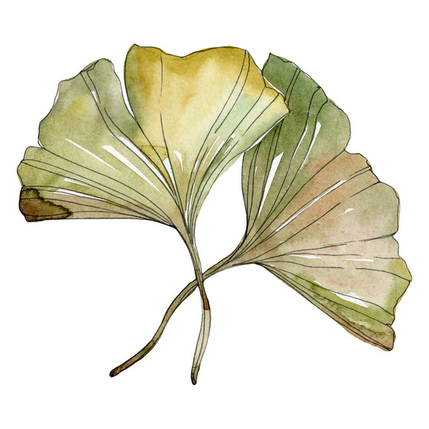 Green red ginkgo biloba leaves. Watercolor background illustration set. Isolated gingko illustration element. - Fotó, kép