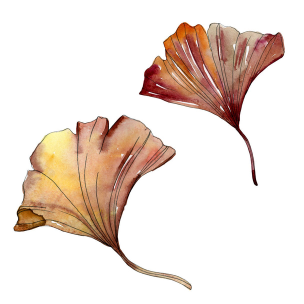 Green red ginkgo biloba leaves. Watercolor background illustration set. Isolated gingko illustration element. - 写真・画像