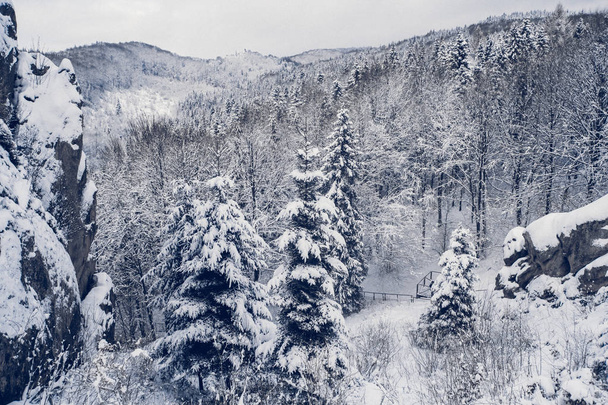 Alberi di montagna coperti di neve.Gli alberi sono congelati.Per sfondo
 - Foto, immagini