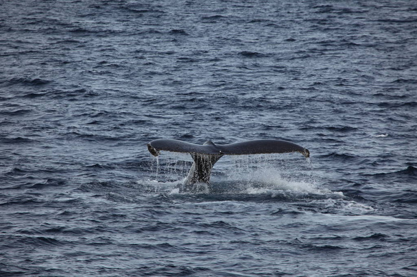 Wieloryb oglądania humbaków na Antarktydzie - Zdjęcie, obraz