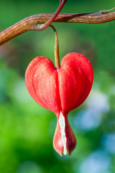 Piros vérzés szív, virág - Fotó, kép