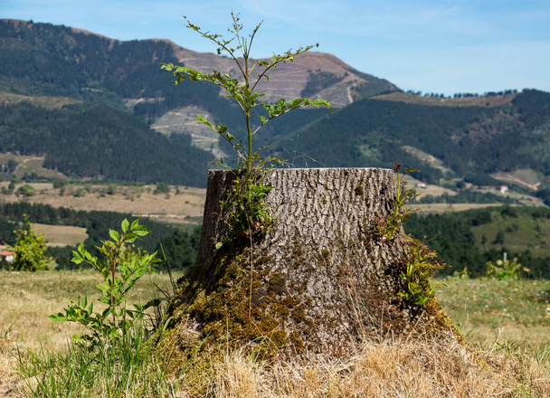 Schoon gesneden van boomstam met nieuwe schieten groeiende - Foto, afbeelding