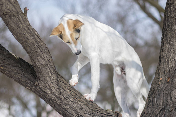 Biały krzyż rasa pies wspinanie się na bezlistnych drzew moreli w sezonie zimowym - Zdjęcie, obraz