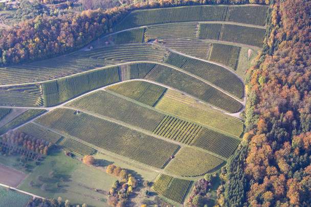 ドイツ南部のブドウ畑 - 写真・画像
