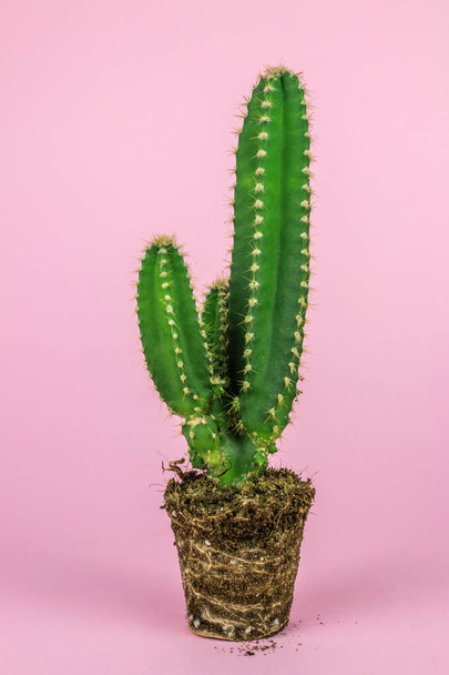 close-up shot of cactus plant on pink background - Photo, Image