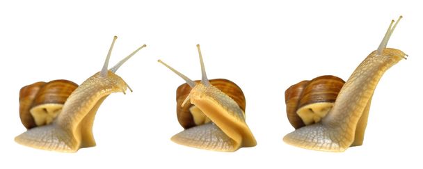 τρεις σαλιγκάρια三个蜗牛 - Φωτογραφία, εικόνα