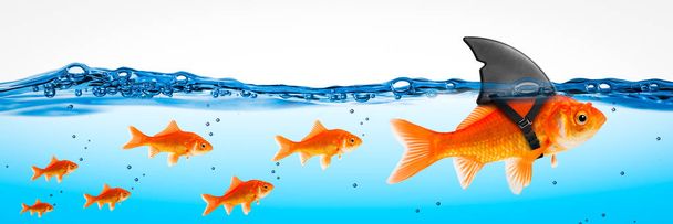 Small Brave Goldfish With Shark Fin Costume Leading Others - Leadership Concept - Photo, Image