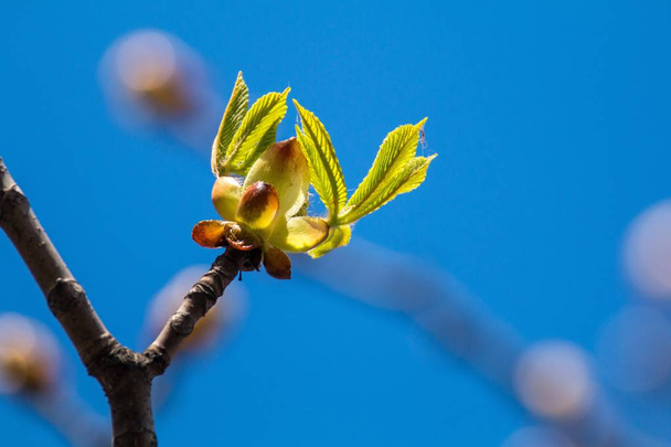 Picture of spring flowering chestnut tree, dry branches with buds of chestnut leaves and bark of trees against the blue sky, photografy - Photo, Image