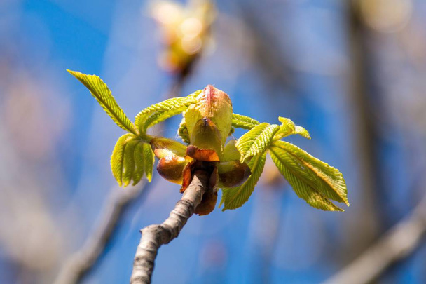 Картина весняного цвітіння каштана, сухі гілки з бруньками листя каштана і кори дерев на тлі блакитного неба, фотографія
 - Фото, зображення