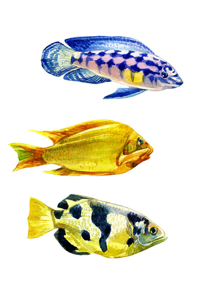 Тропические рыбы на белом фоне, окрашенные в акварель
. - Фото, изображение