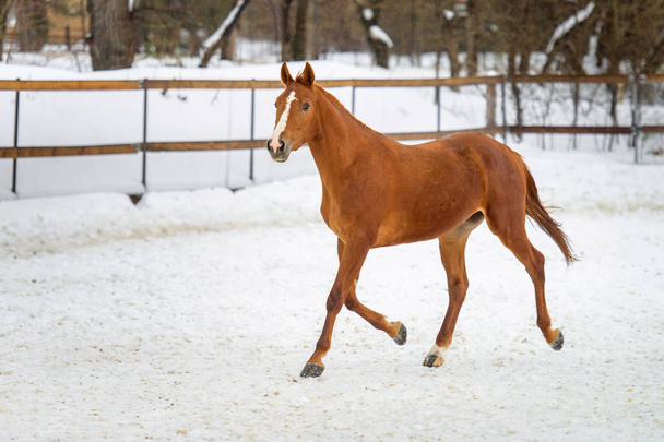 Cavallo rosso domestico che corre nel paddock della neve in inverno
 - Foto, immagini