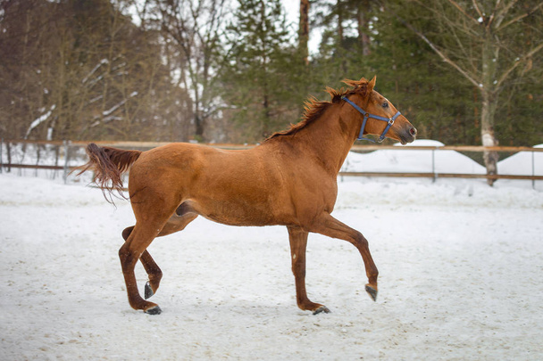 Бытовые красные лошади бегают и играют в снежном загоне зимой
 - Фото, изображение