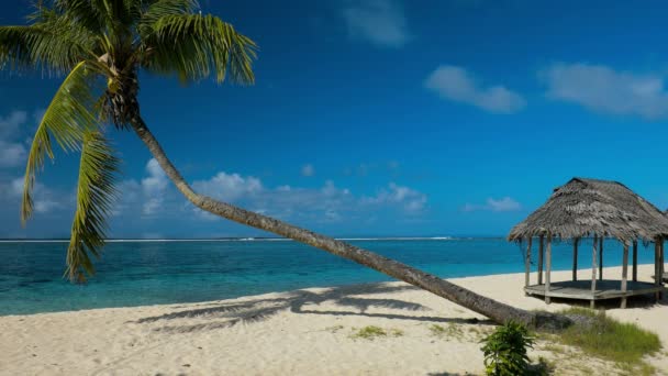 Playa tropical natural vibrante en la isla de Samoa con palmeras
 - Imágenes, Vídeo