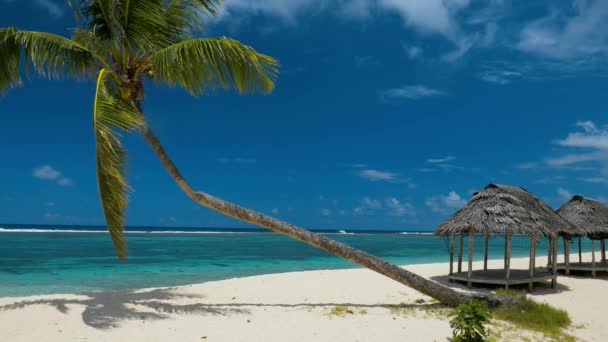 Tropikalne wibrujący naturalna plaża na wyspie Samoa z palmami - Materiał filmowy, wideo