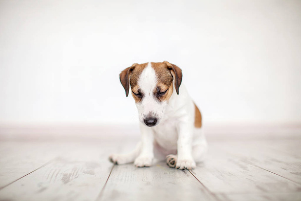 Puppy sitting on floor - Foto, afbeelding