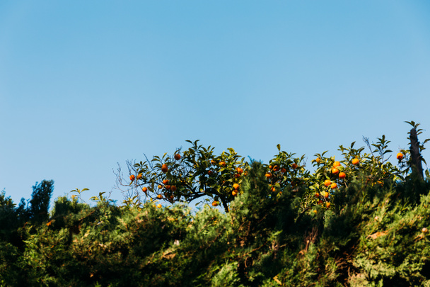 green orange trees on blue sky background, barcelona, spain - Foto, imagen