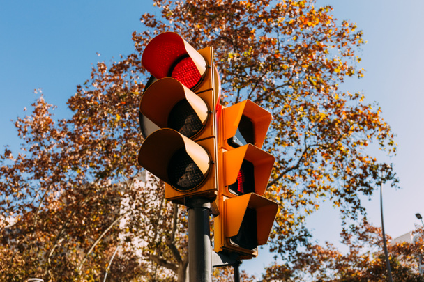 traffic light with red signal, green trees and clear blue sky on background, barcelona, spain - Photo, Image