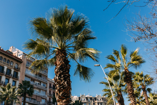 city street with green palm trees and multicolored buildings, barcelona, spain - Фото, изображение