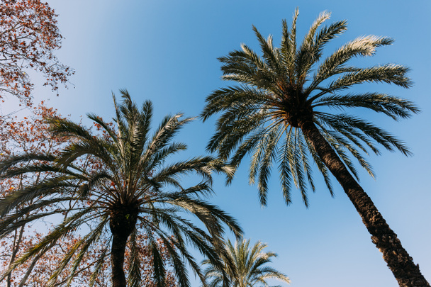 alte palme lussureggianti su sfondo cielo blu, barcellona, Spagna
 - Foto, immagini