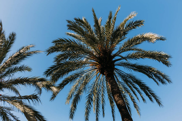 wysokie drzewa prosto zielonych palm, na tle błękitnego nieba, barcelona, Hiszpania - Zdjęcie, obraz