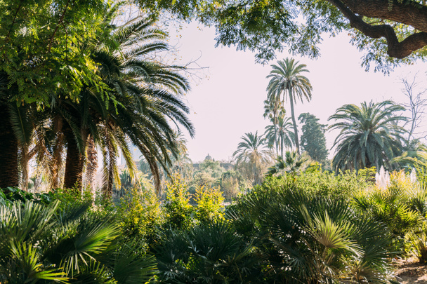 palmeras verdes altas y arbustos en el parque de la ciutadella, barcelona, España
 - Foto, Imagen