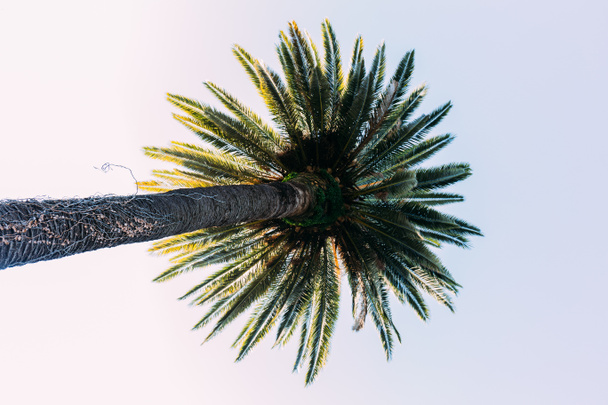 tall straight palm tree on blue sky background, barcelona, spain - Photo, Image