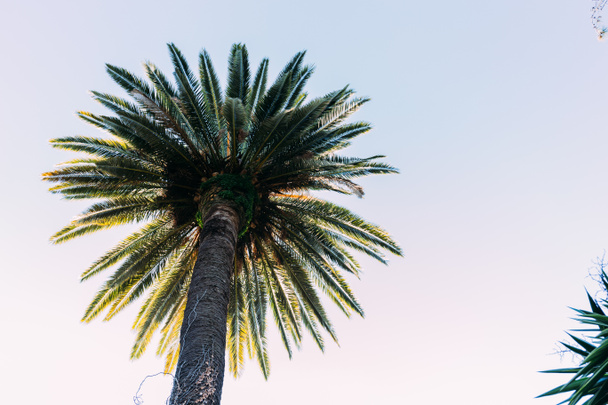 straight tall palm tree on blue sky background, barcelona, spain - Photo, Image