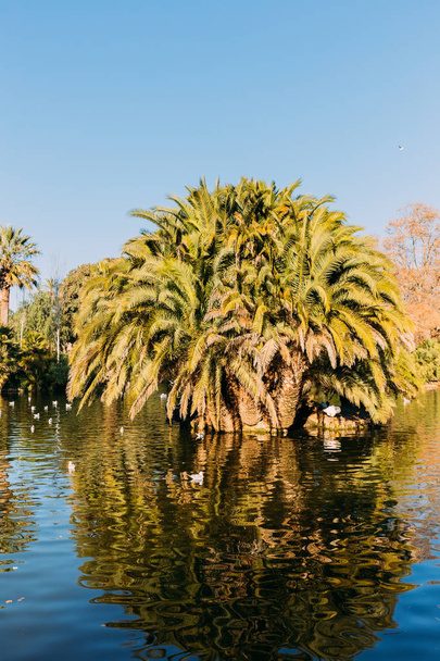 beautiful park lake and lush palm trees in parc de la ciutadella, barcelona, spain - Photo, Image