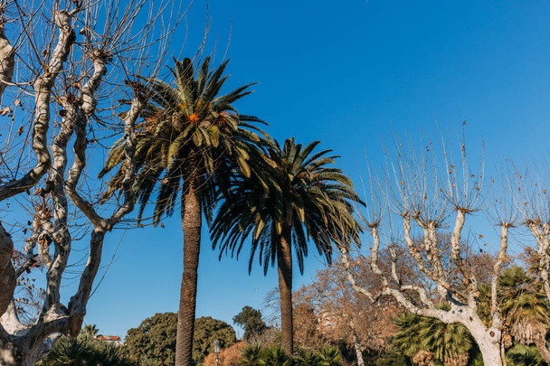 landscape with tall straight palms and other plants in parc de la ciutadella, barcelona, spain - Fotó, kép