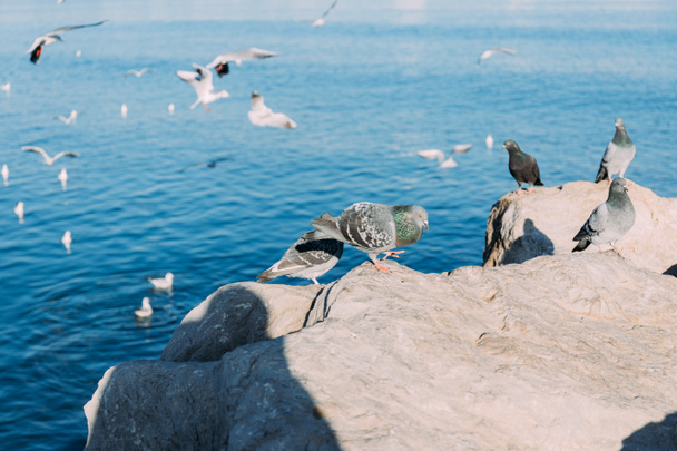 selective focus of pigeons sitting on coast rocks and seagulls flying over sea, barcelona, spain - 写真・画像