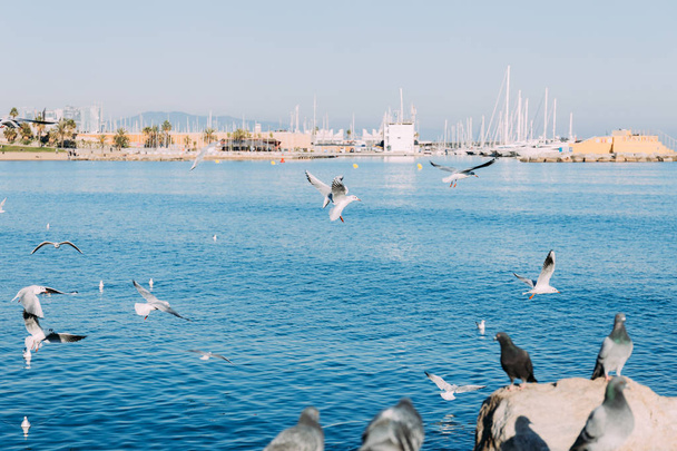 BARCELONA, SPAIN - DECEMBER 28, 2018: pigeons sitting on rocks and seagulls flying over blue sea - Zdjęcie, obraz
