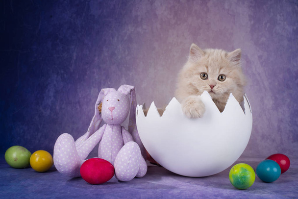 krem yavru kedi kız - Fotoğraf, Görsel
