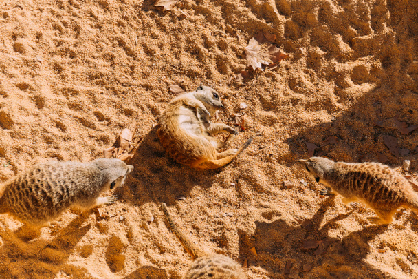 смешные suricates lazing on warn sand in zoo, barcelona, spain
 - Фото, изображение