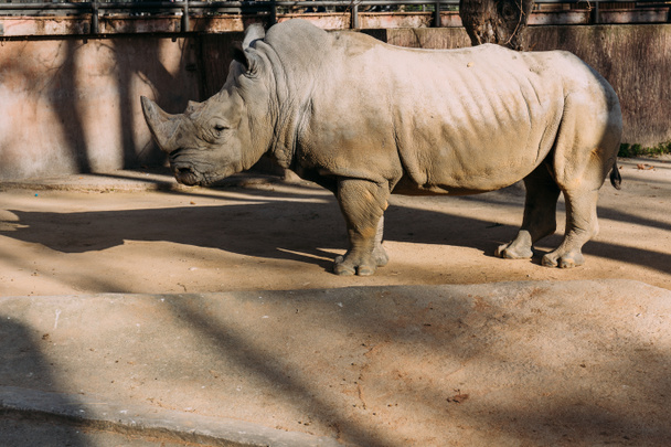 grey rino in zoological park,  barcelona, spain - Photo, Image