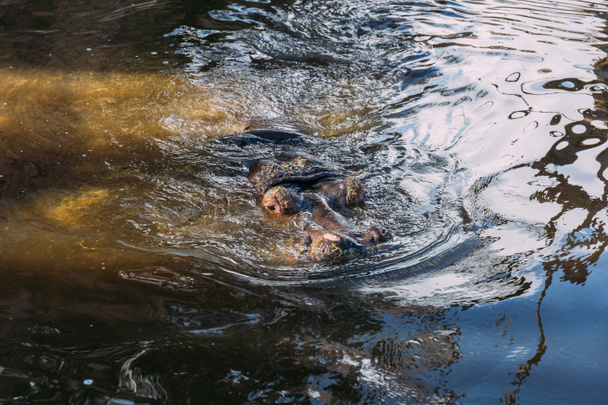 hippopotamus swimming in zoo pond, barcelona, spain - Φωτογραφία, εικόνα
