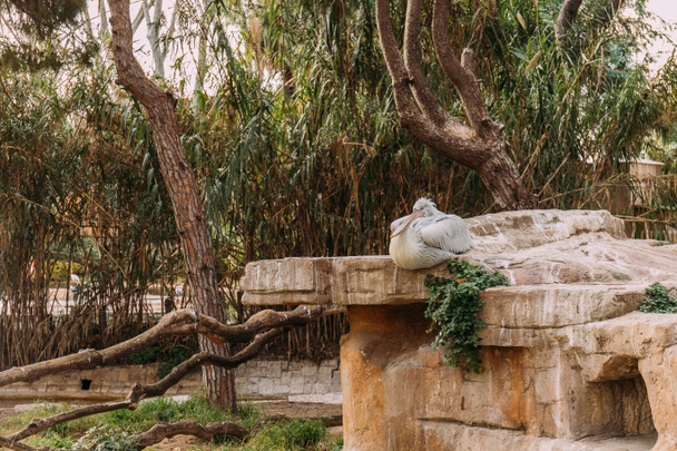 pelicano sentado em pedra no parque zoológico, barcelona, Espanha
 - Foto, Imagem