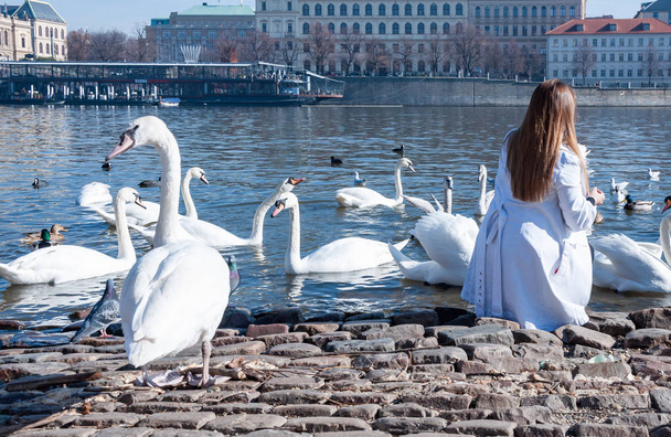 Young lady dressed in white coat feeds swans by the river - Photo, Image