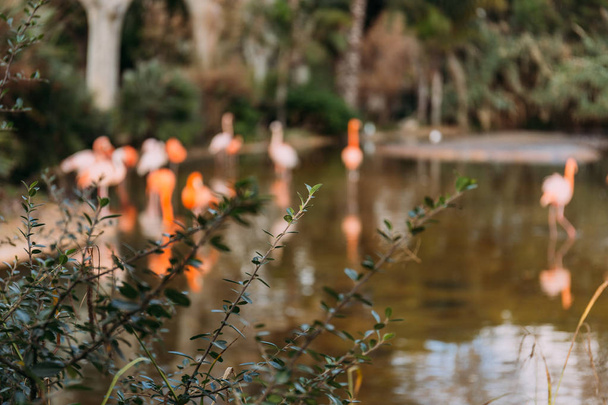 selective focus of green plant on blurred background with pink flamingos, barcelona, spain - Fotoğraf, Görsel