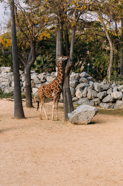 giraffa passeggiando tra gli alberi nel parco zoologico, barcellona, Spagna
 - Foto, immagini