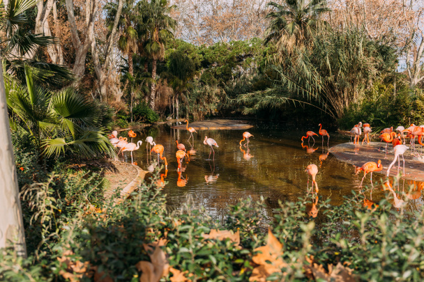 Flamingo's wandelen in dierentuin vijver omringd met weelderige planten, barcelona, Spanje - Foto, afbeelding