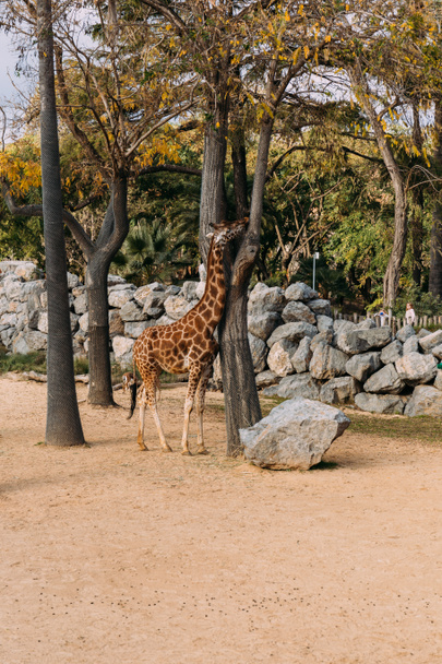 funny giraffe walking between trees in zoological park, barcelona, spain - 写真・画像