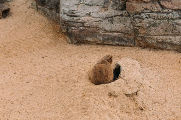 αστεία μαρμότα κάθεται στην άμμο κοντά τρύπα στην άμμο, Βαρκελώνη, Ισπανία - Φωτογραφία, εικόνα