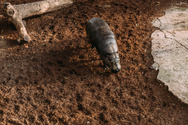 ippopotamo che rimane sull'erba nel parco zoologico, barcellona, Spagna
 - Foto, immagini