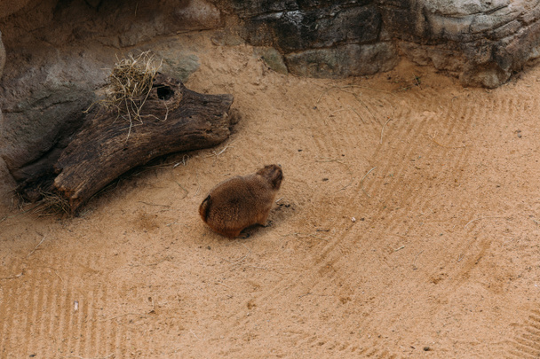 marmota peludo engraçado sentado na areia no parque zoológico, barcelona, espanha
 - Foto, Imagem