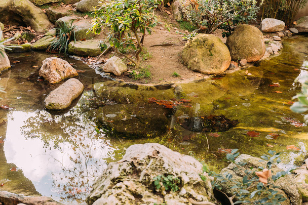 pond surrounded by green plants in zoological park, barcelona, spain - Fotografie, Obrázek