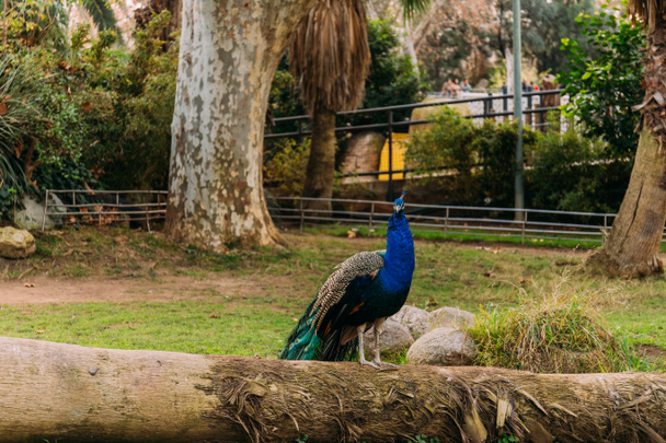 beautiful peacock on tree trunk in zoological park, barcelona, spain - Фото, изображение